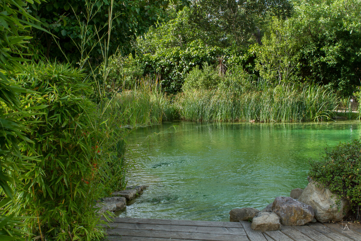 Aménager un bassin naturel pour un jardin durable